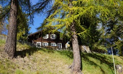 Uriges, hinter Nadelbäumen verstecktes Holzchalet bei Muenster.