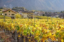 Herbstlich bunt gefärbte Weinreben bei Salgesch.