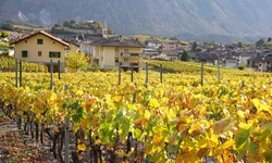 Herbstlich bunt gefärbte Weinreben bei Salgesch.