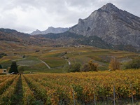 Weinreben und Berge rund um Saillon.