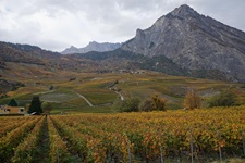 Weinreben und Berge rund um Saillon.