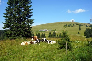 Kühe auf der Weide beim Feldberg, im Hintergrund die Wilhelmer Hütte