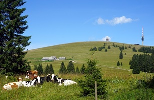 Kühe auf der Weide auf dem Feldberg mit dem markanten Feldbergturm im Hintergrund