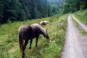 Pferde auf einer Weide im Steinatal im Schwarzwald