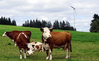 Kühe auf einer Weide beim Blindensee