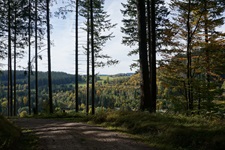 Waldweg in Rötenbach mit Blick auf die Gutachbrücke im Schwarzwald