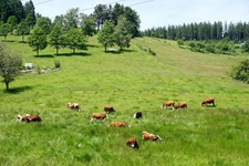 Grasende Kühe im Schwarzwald.