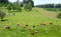 Grasende Kühe im Schwarzwald.