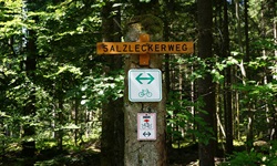 Der Salzleckerweg, auf dem früher Viehherden durch den Wald gelotst wurden, verbindet Freudenstadt und Kniebis.