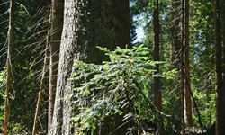 Naturidyll im Nationalpark Schwarzwald.