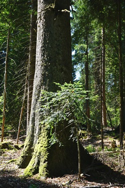 Naturidyll im Nationalpark Schwarzwald.