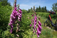 Blühender Roter Fingerhut im Nationalpark Schwarzwald.