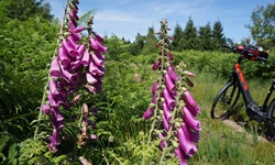 Blühender Roter Fingerhut im Nationalpark Schwarzwald.