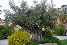 Ein uralter, knorriger Olivenbaum in Ligurien.