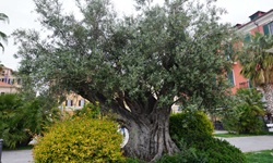 Ein uralter, knorriger Olivenbaum in Ligurien.