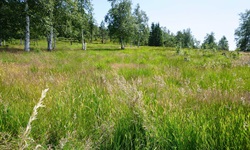 Eine von Birken gesäumte Wiese im Nationalpark Schwarzwald.