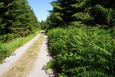 Ein weiß gekiester Fahrradweg im Nationalpark Schwarzwald.