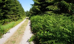Ein weiß gekiester Fahrradweg im Nationalpark Schwarzwald.