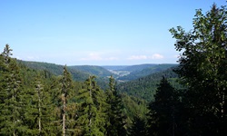 Der Schwarzwald, wie ihn jeder kennt.