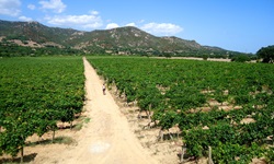 Eine Spaziergängerin bummelt durch ein Weinanbaugebiet im Nordosten Sardiniens - im Hintergrund erheben sich die Berge der Gallura.