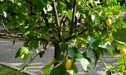 Ein Zitronenbaum mit reifen Früchten in Ligurien.