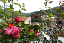 Blühende Rosen in einem ligurischen Dorf.