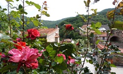 Blühende Rosen in einem ligurischen Dorf.