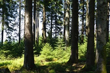 Ein Blick in den "echten" Schwarzwald.