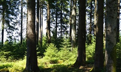 Ein Blick in den "echten" Schwarzwald.