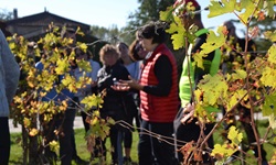 Eine Reisegruppe bei einer Führung durch einen Weinberg im Bordeauxgebiet.
