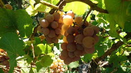 Helle Trauben an einem Weinrebenstock im Elsass