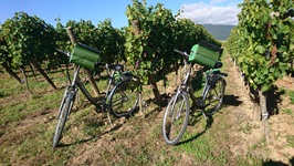 Zwei abgestellte Fahrräder auf einem Weinreben-Feld im Elsass an der Weinstraße