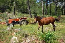 Ein aufgehalftertes braunes Pferd mit schwarzer Mähne und Schweif und ein orangefarbener Traktor stehen auf einer Wiese an der Lykischen Küste.