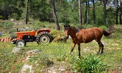 Ein aufgehalftertes braunes Pferd mit schwarzer Mähne und Schweif und ein orangefarbener Traktor stehen auf einer Wiese an der Lykischen Küste.