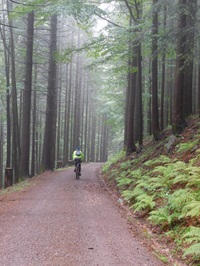 Ein Radfahrer fährt mit seinem Moutainbike durch den nebeligen Schwarzwald