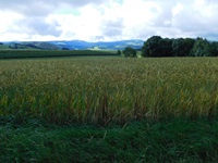 Eine Wiese und die hügelige Landschaft im Schwarzwald bei der Bikecrossing-Tour