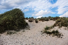 Blick auf eine bewachsene Düne auf der Insel Rügen