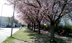 Blick auf eine Allee mit rosa blühenden Bäumen