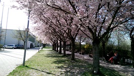 Blick auf eine Allee mit rosa blühenden Bäumen