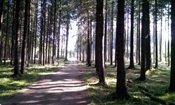 Blick auf einen (Rad-)Weg durch den Wald bei der Radreise "Chiemsee Impressionen"