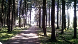 Blick auf einen (Rad-)Weg durch den Wald bei der Radreise "Chiemsee Impressionen"