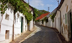 Blick in eine Gasse mit Kopfsteinpflaser und Häusern, die mit grünen Pflanzen an der Fassade bepflanzt sind
