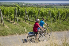 Ein Radlerpärchen vor den sattgrünen Reben eines elsässischen Weinbergs.