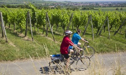 Ein Radlerpärchen vor den sattgrünen Reben eines elsässischen Weinbergs.
