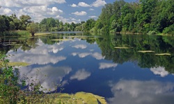 Natur pur an einem Altrheinarm im Elsass.