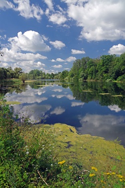 Natur pur an einem Altrheinarm im Elsass.