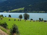 Radler durchqueren auf dem Etschtal-Radweg den malerischen Vinschgau.