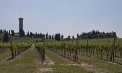 Weinreben bei Desenzano am südlichen Gardasee.