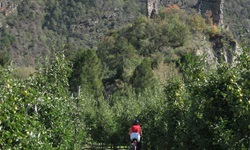 Eine Burgruine erhebt sich über einer Obstbaumplantage am Etsch-Radweg, auf dem gerade eine Radlerin vorbeifährt.