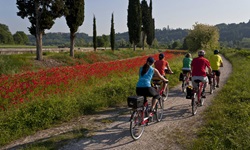 Eine Gruppe Radler fährt auf dem Etschtal-Radweg an blühendem Mohn und einzelnen Zypressen entlang.